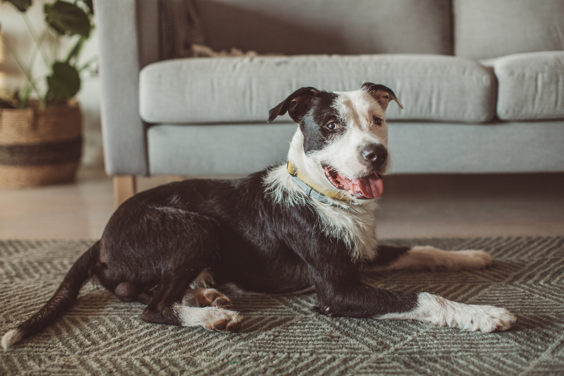 Dog waiting for pet sitter